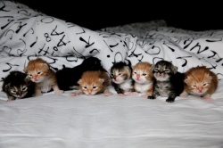 new-verona-and-grey`s-kittens-o2.jpg